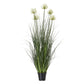 Large White Agapanthus Plant In Pot