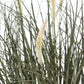 Fountain Grass Plant In Pot