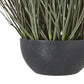 Fountain Grass Plant In Pot