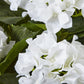 Large White Hydrangea In Pot