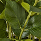 Large White Hydrangea In Pot