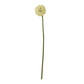 Cream Allium Stem