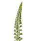 White Eremurus Stem